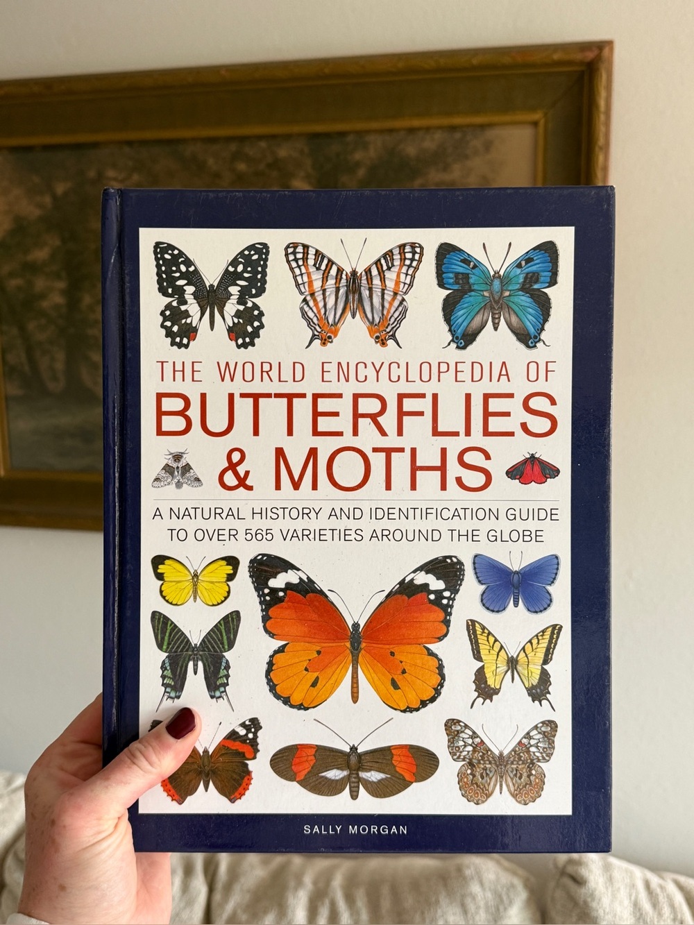 Butterflies & Moths Encyclopedia - Navy Blue and White Cover